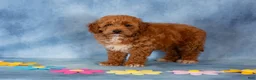 Cockapoo dogs for sale: Peter - Ad 4