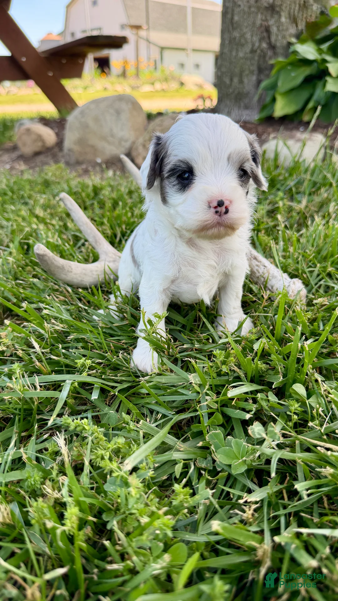 Cavapoo dogs for sale: Bentley - Ad 2