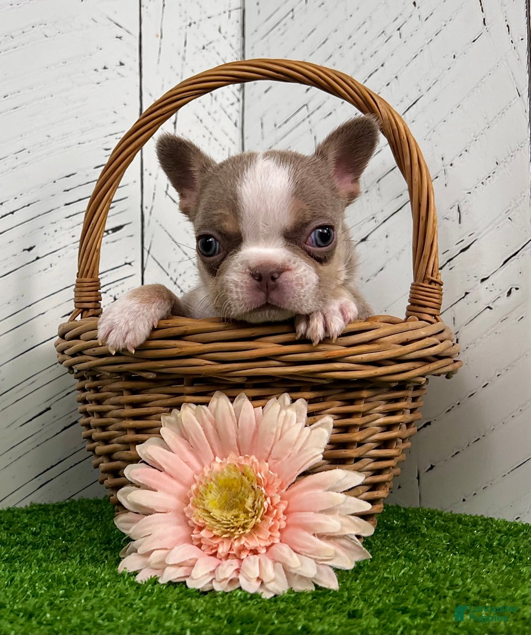 French Bulldog dogs for sale: Barbie - Ad 2