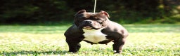 American Bully dogs for sale: American Pocket Bully Male - Ad 2