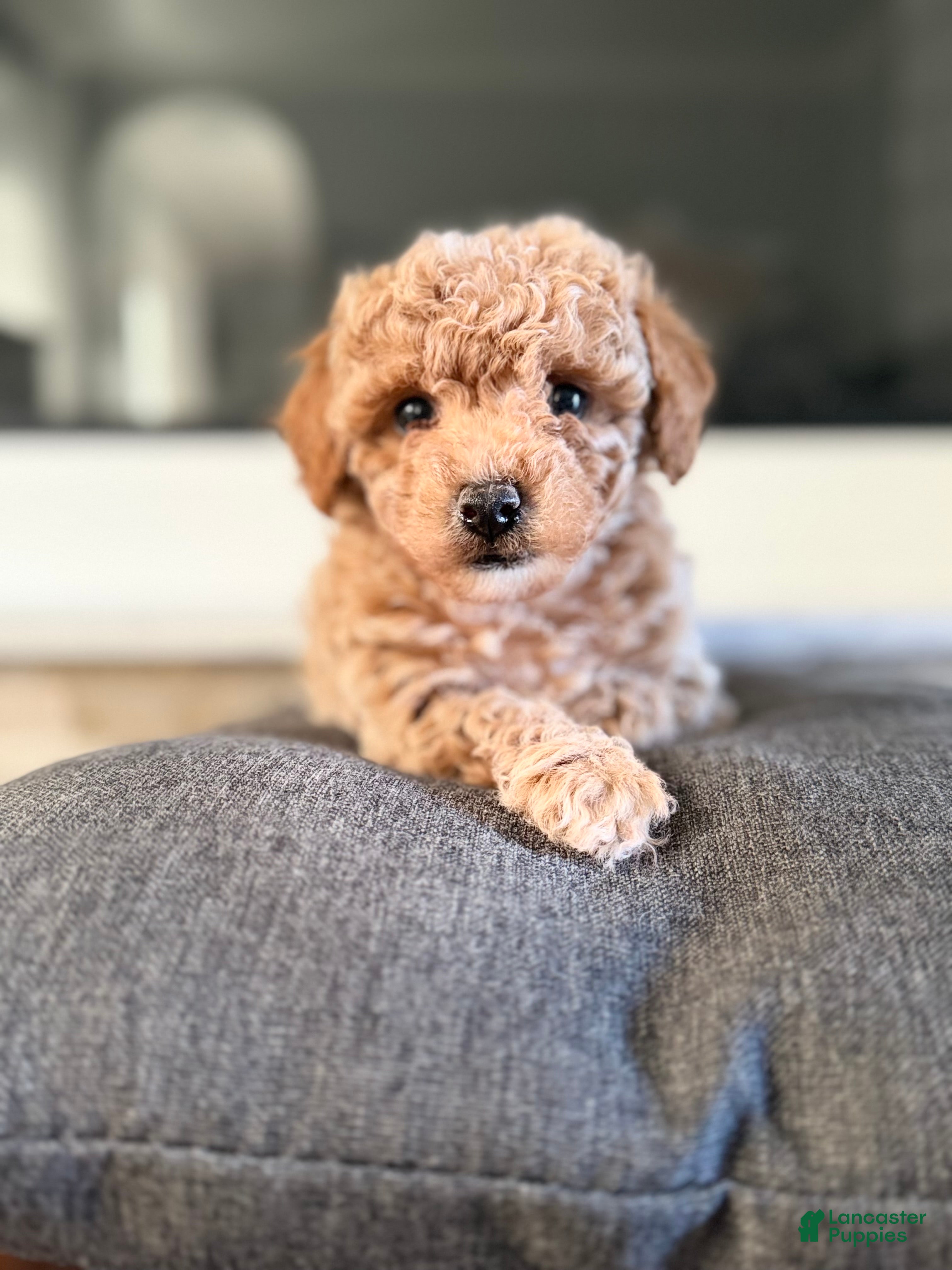 Bichpoo dogs for sale: Daisy - Ad 2