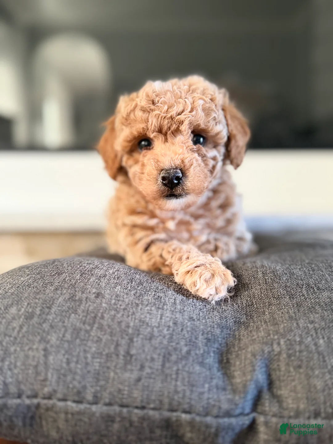 Bichpoo dogs for sale: Daisy - Ad 2