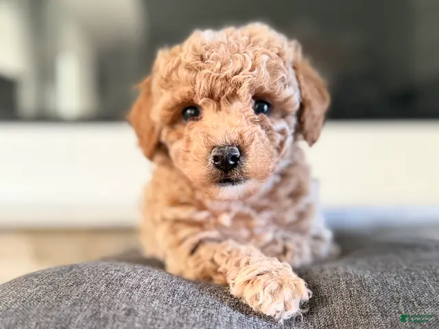 Bichpoo dogs for sale: Daisy - Ad 2