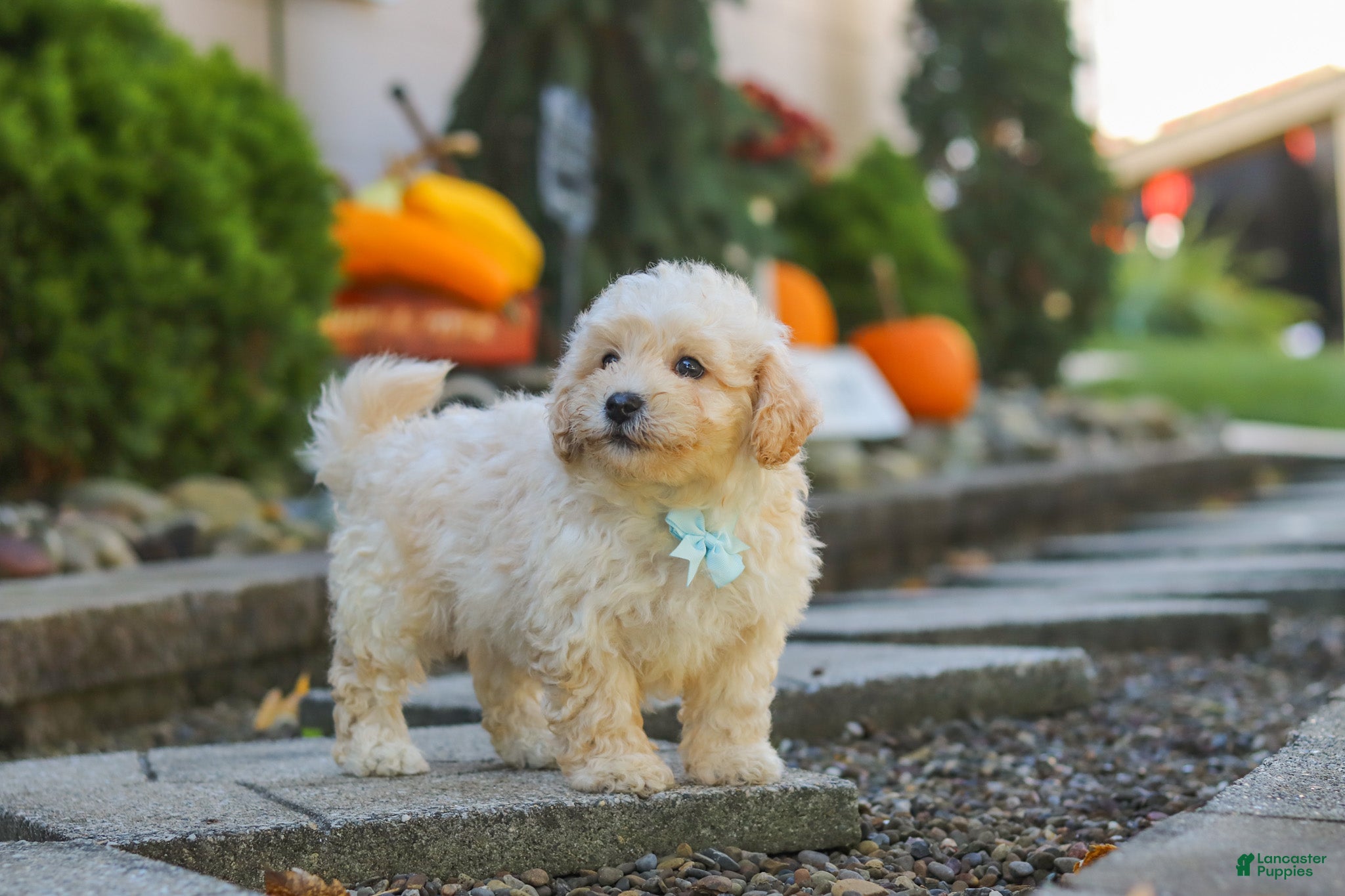 Maltipoo dogs Ollie - Ad 2