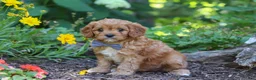 Cavapoo dogs for sale: Max  - Ad 3