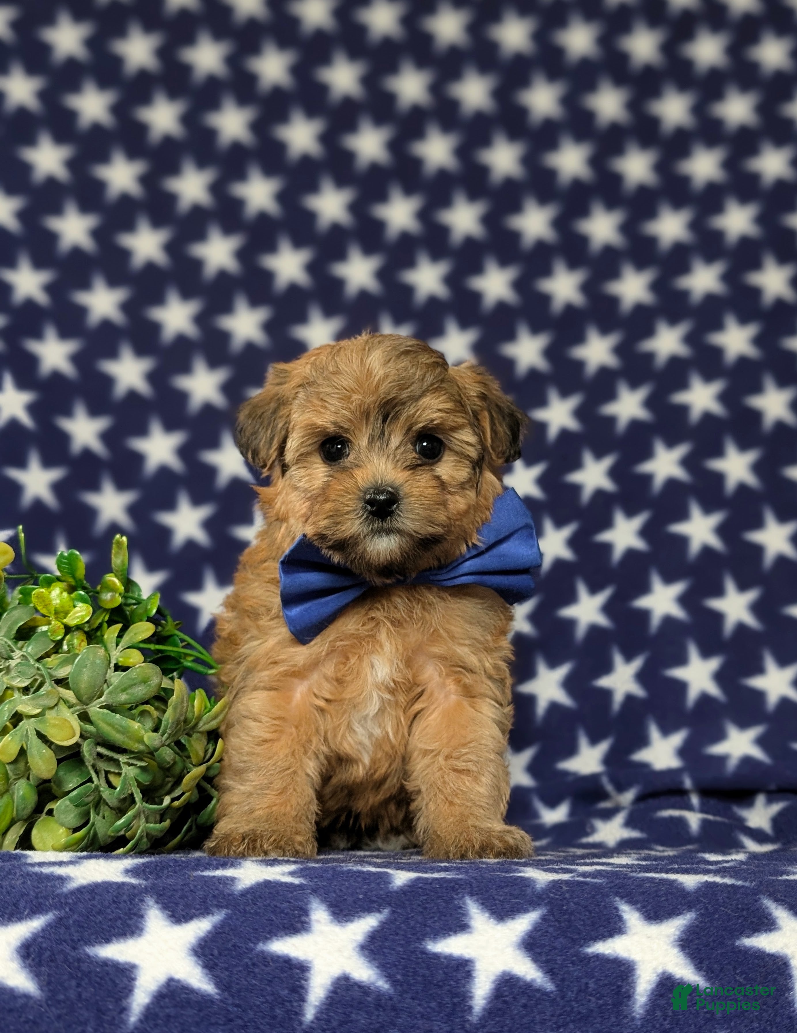 Yorkiepoo dogs Graham - Ad 1