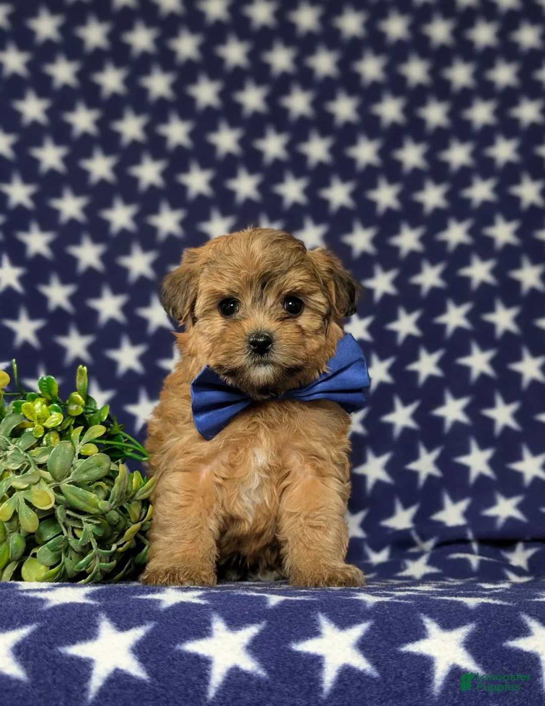 Yorkiepoo dogs for sale: Graham - Ad 1