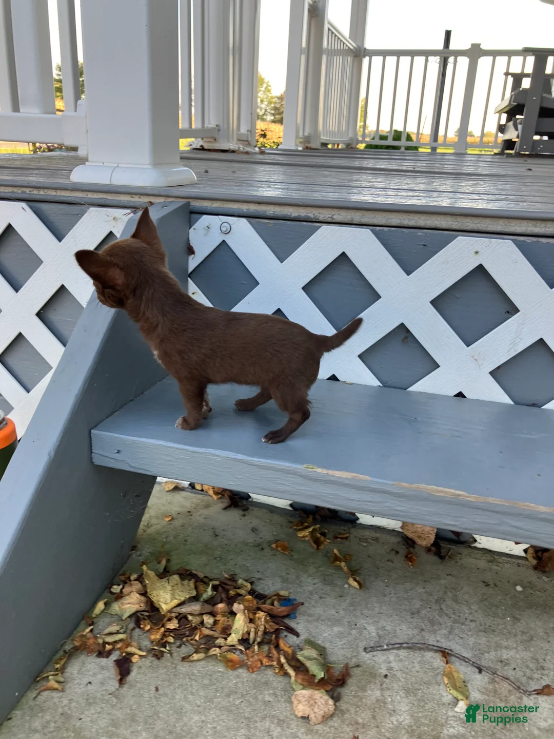 Chihuahua dogs for sale: Tina - Ad 6