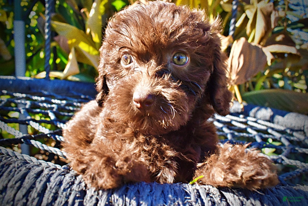 Havapoo dogs for sale: Itsy - Ad 4