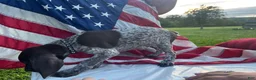 German Shorthaired Pointer dogs for sale: Quincy - Ad 2