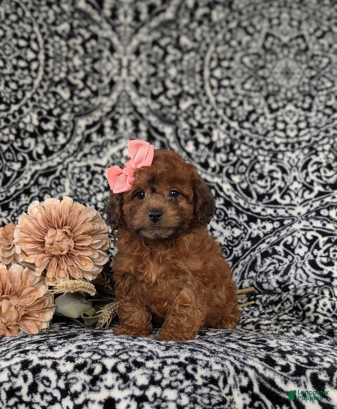 Shihpoo dogs for sale: Emilie - Ad 4