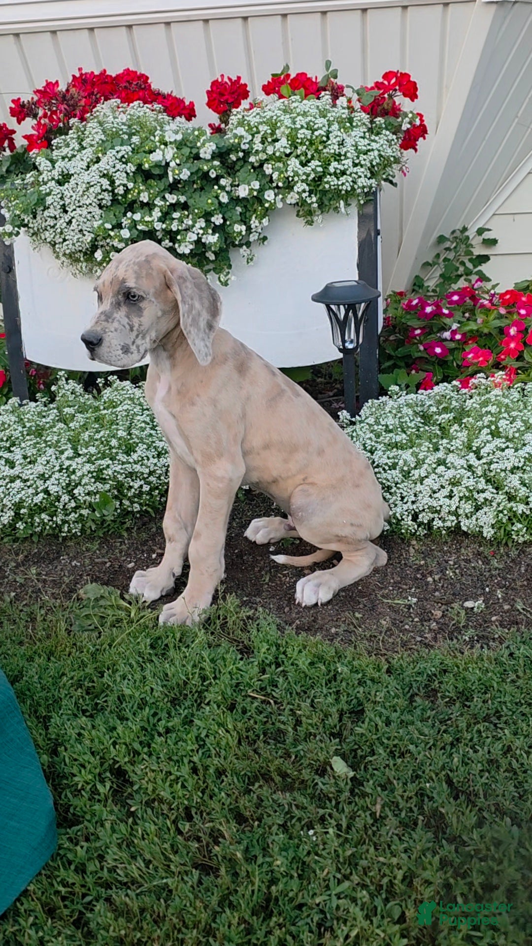 Great Dane dogs Great Dane 2 - Ad 1