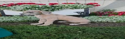 Great Dane dogs for sale: Great Dane 2 - Ad 1