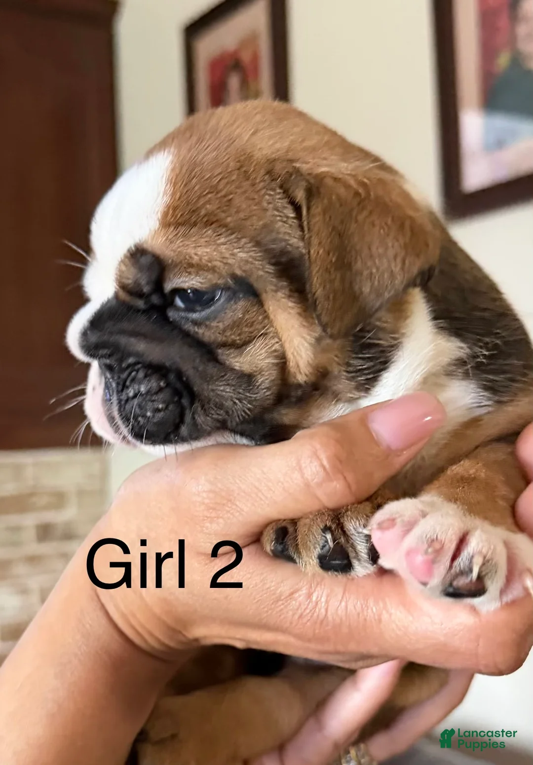 English Bulldog dogs for sale: Puppy 3 - Ad 2