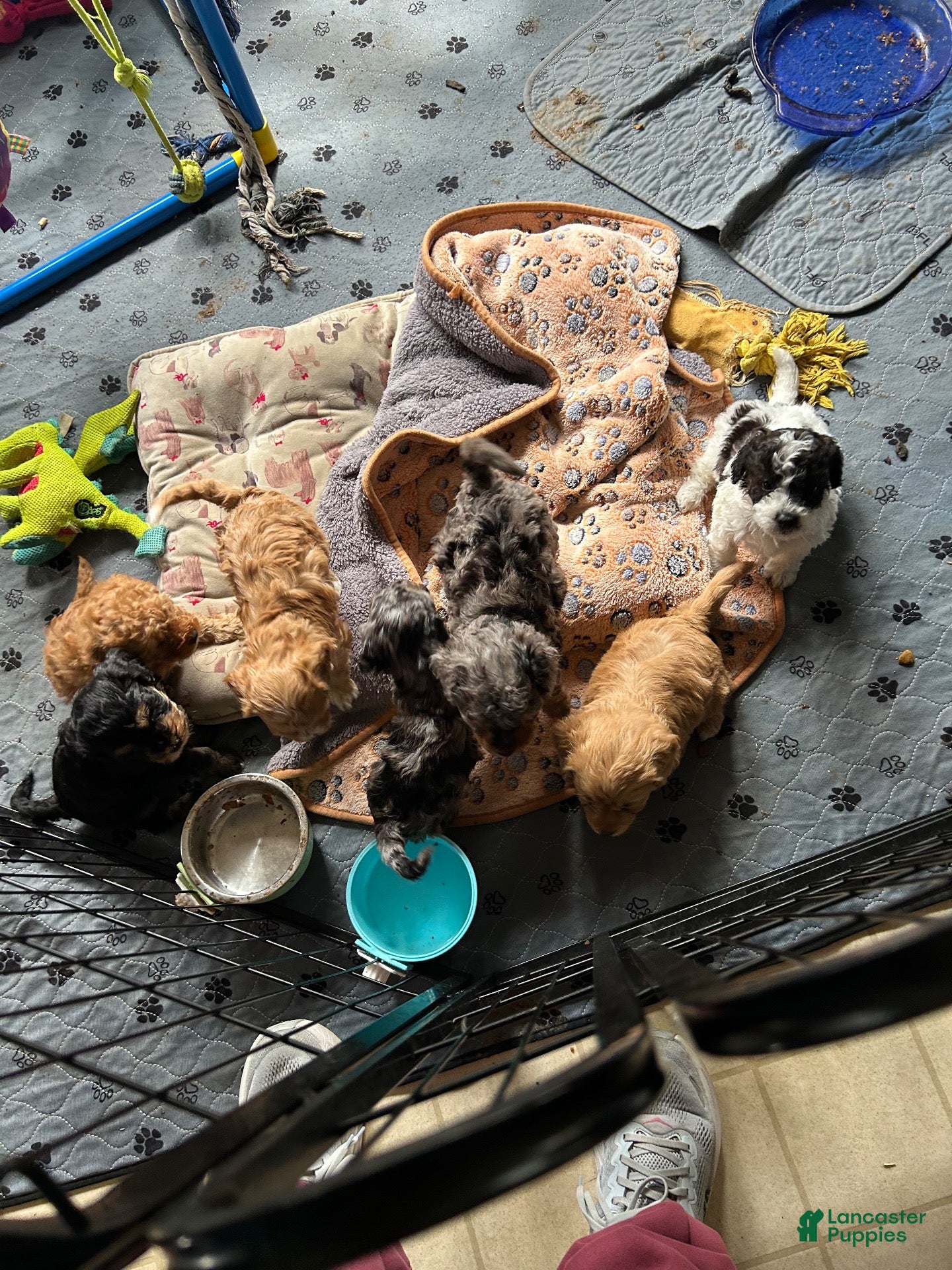 Cavapoo dogs Cavapoo 2 Memphis - Ad 1