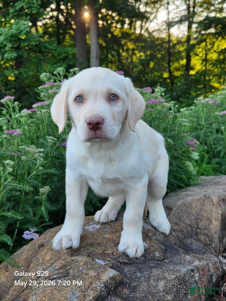 Labrador Retriever dogs Angel - Ad 2