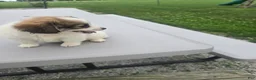 Pomchi dogs for sale: Paris - Ad 9