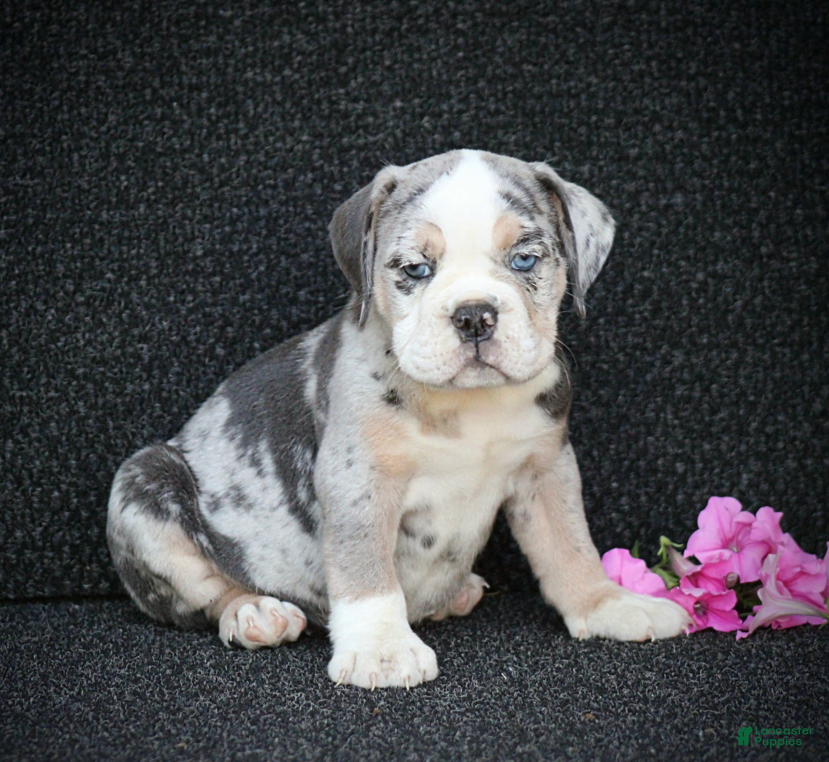 Beabull dogs Skye - Ad 1