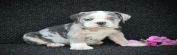 Beabull dogs for sale: Skye - Ad 1