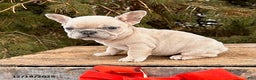 French Bulldog dogs for sale: Fiona - Ad 3