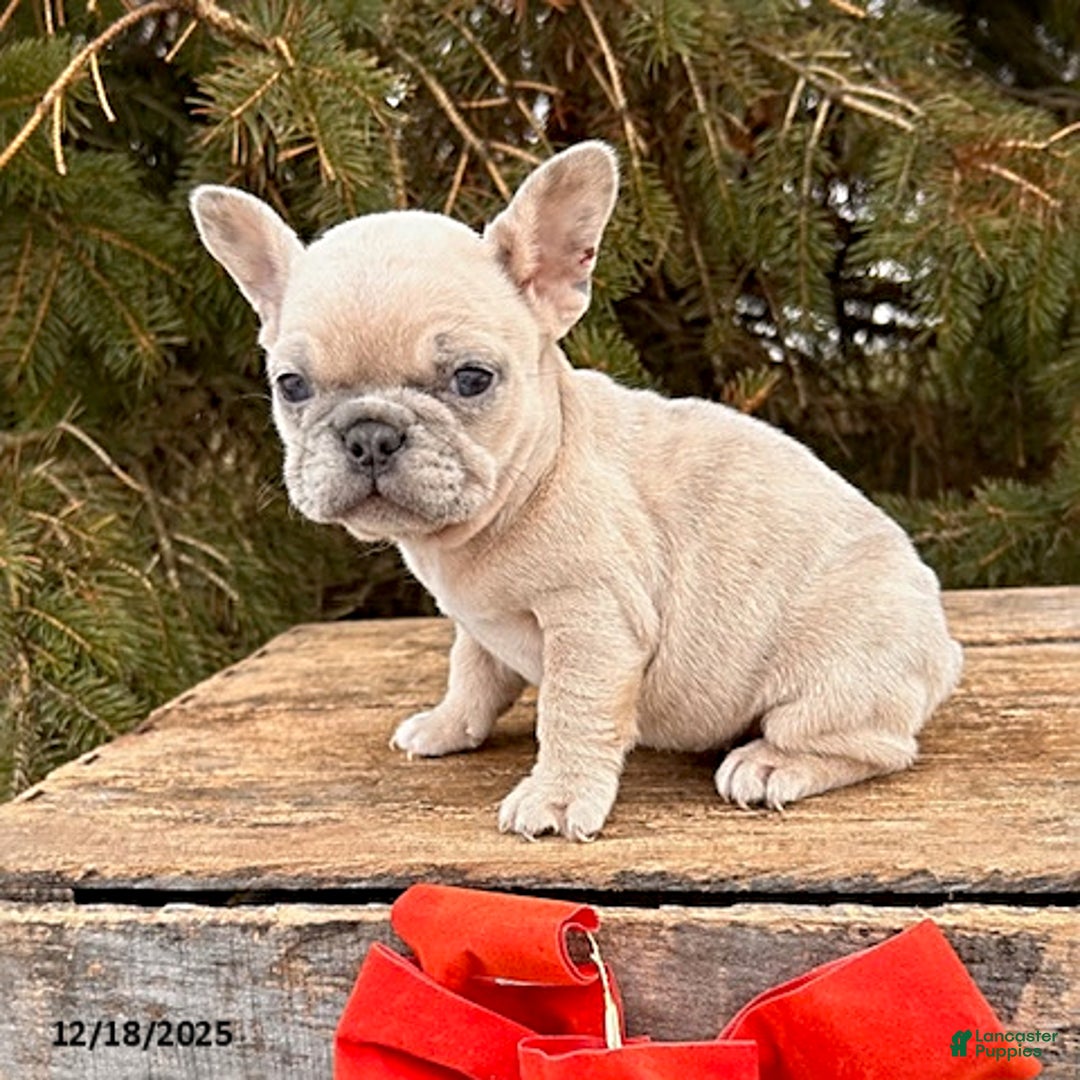 French Bulldog dogs for sale: Fiona - Ad 3