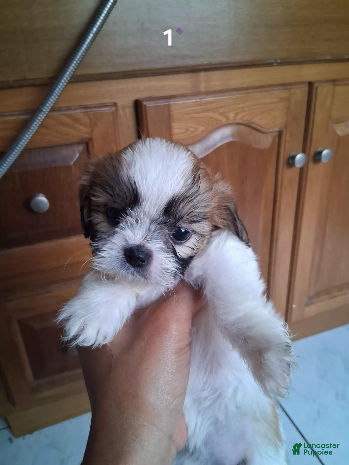 Shih Tzu dogs Shih Tzu 1 - Ad 4