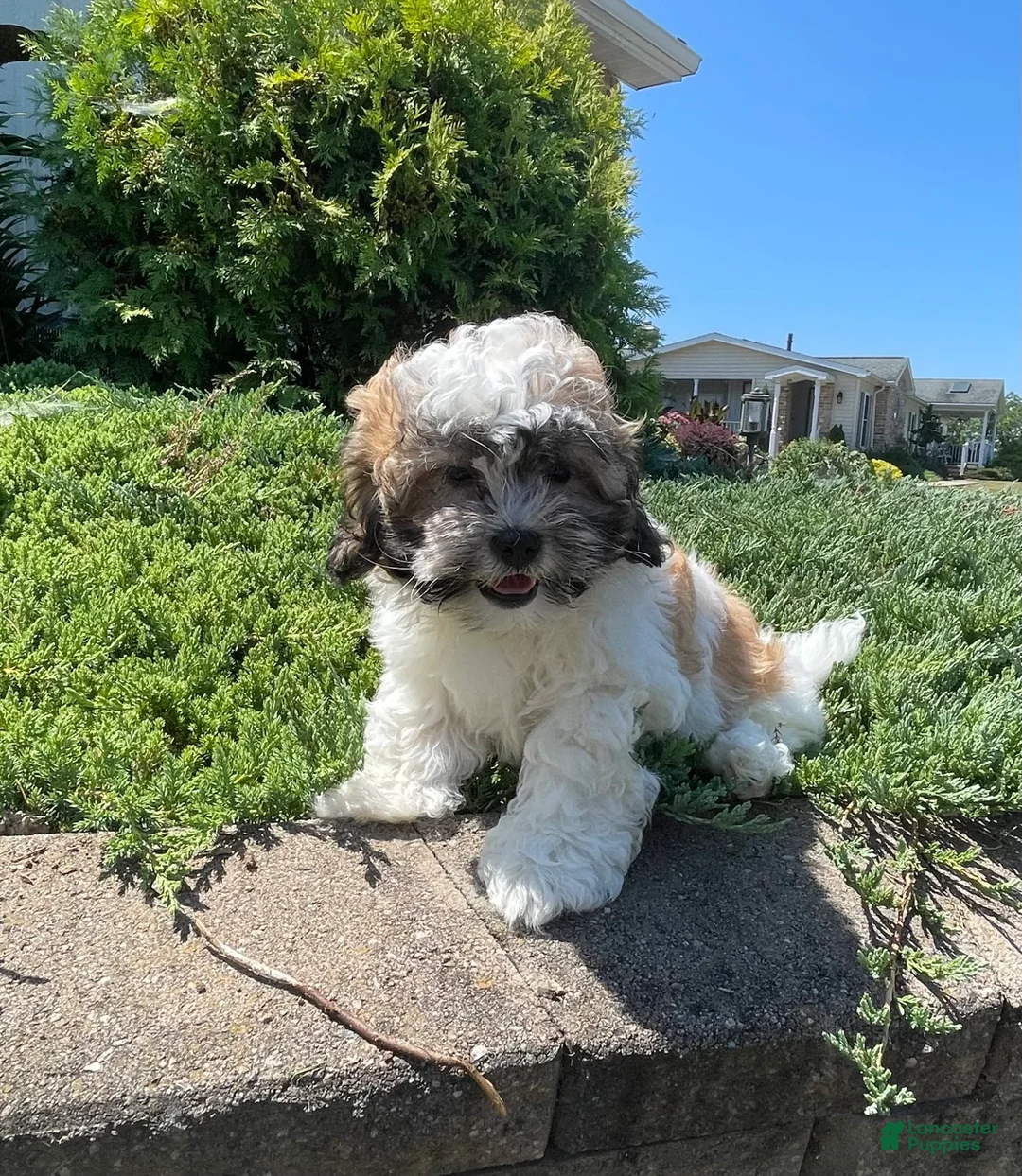 Teddy Bear dogs for sale: Adam - Ad 15