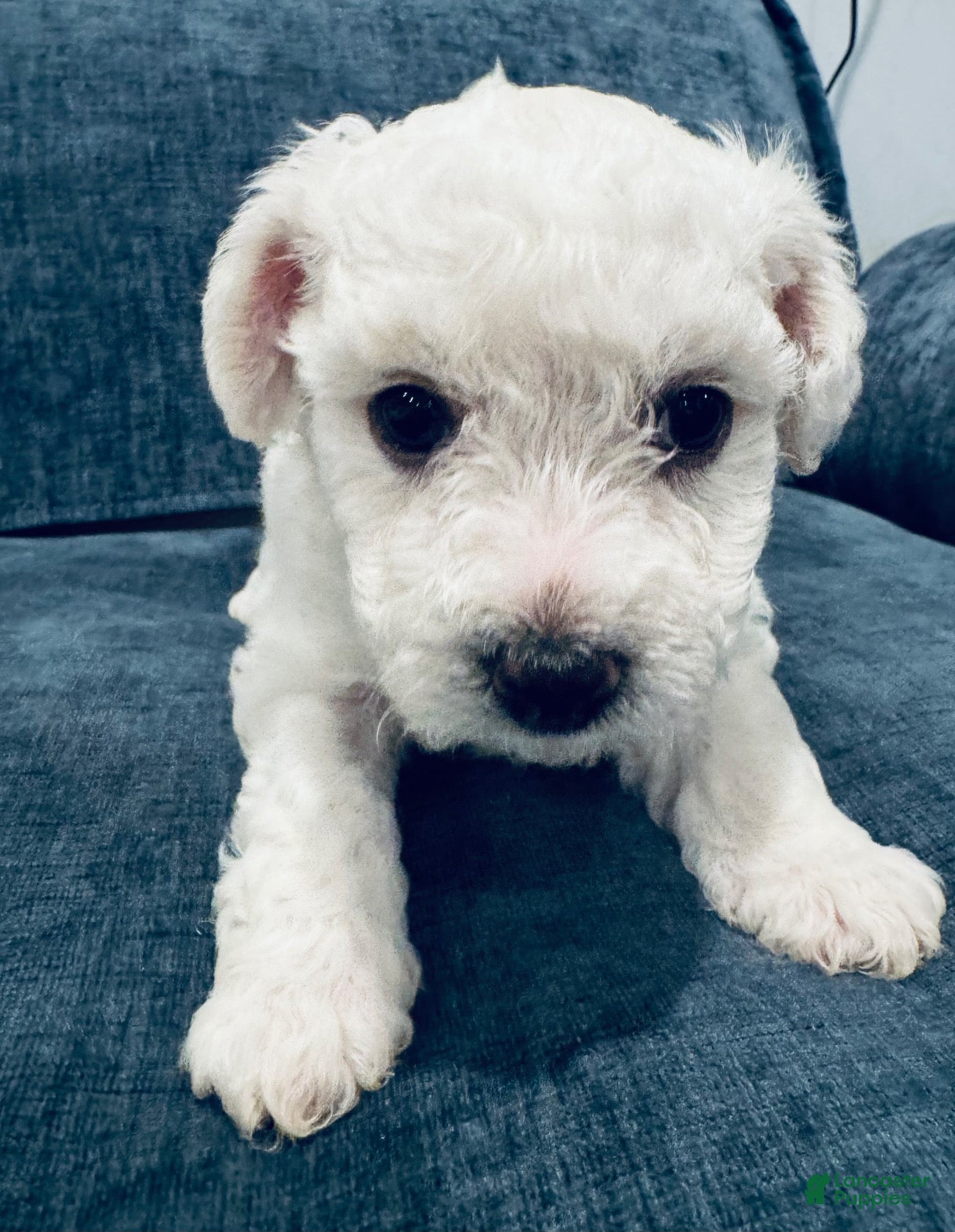 Bichon Frise dogs Bichon Frise 4 - Ad 31