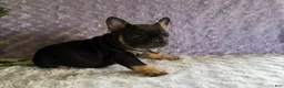 French Bulldog dogs for sale: Cricket - Ad 7