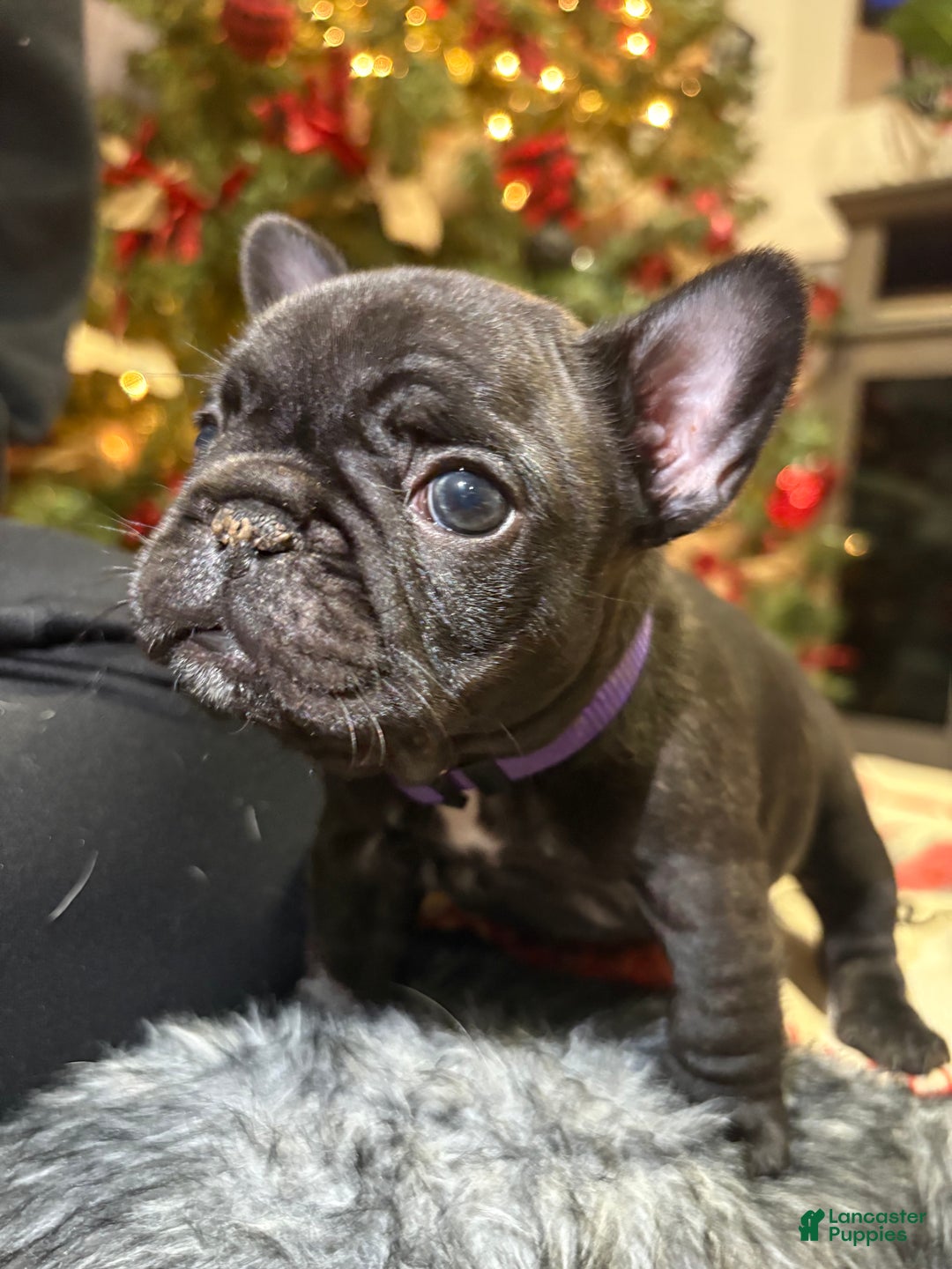 French Bulldog dogs for sale: French Bulldog Puppy 3 (purple collar) tiny - Ad 4