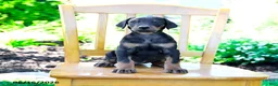 Doberman Pinscher dogs for sale: Trina - Ad 4