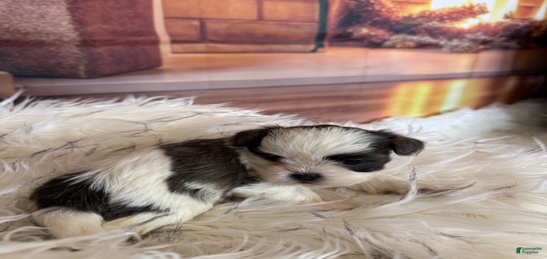 Gallery Image {{count}}