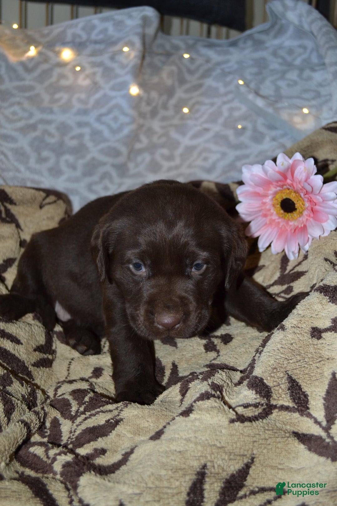 Labrador Retriever dogs for sale: Marly - Ad 1
