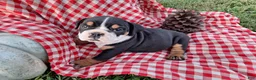 English Bulldog dogs for sale: Ruby - Ad 5