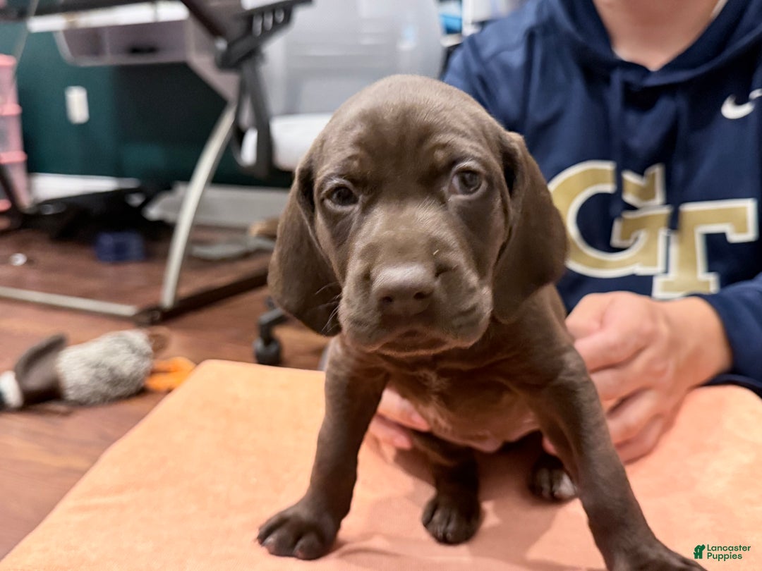 Mixed Breed dogs for sale: Mixed Breed Puppy 8 - Ad 1