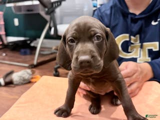 Mixed Breed dogs Mixed Breed Puppy 8 - Ad 39