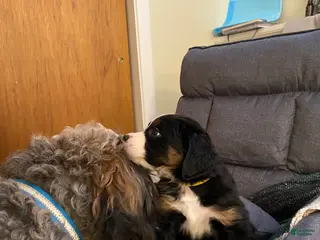 Bernedoodle dogs Bernedoodle Puppy 4 - Ad 32