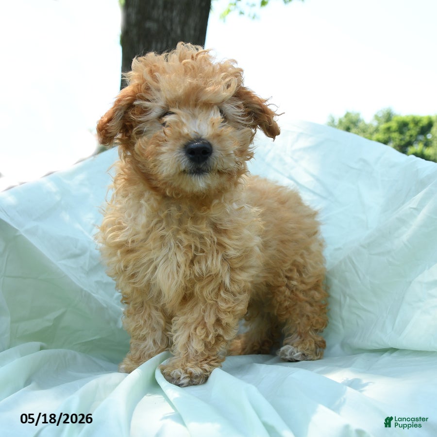 Toy Poodle dogs Peanut  - Ad 1