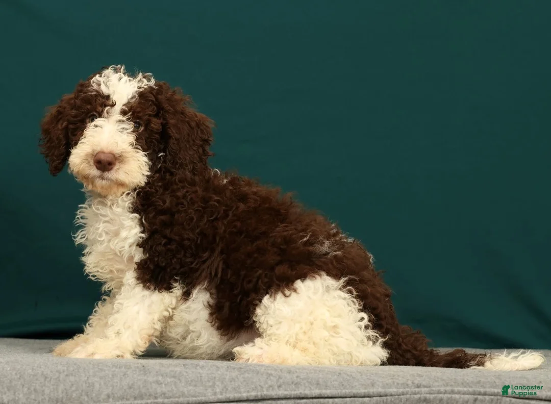Mini Bernedoodle dogs for sale: Porter - Ad 1