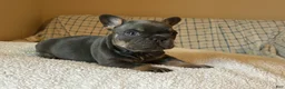 French Bulldog dogs for sale: French Bulldog Puppy 2 - Ad 2