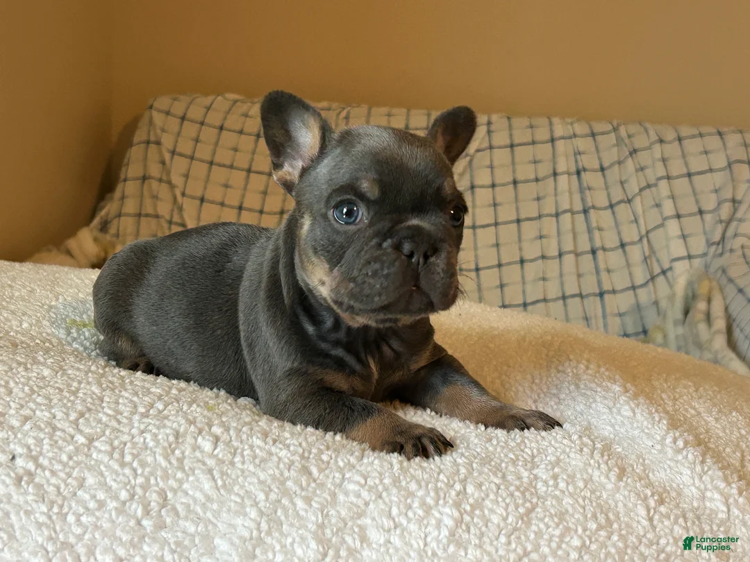 French Bulldog dogs for sale: French Bulldog Puppy 2 - Ad 2