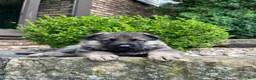 German Shepherd dogs for sale: Wilder - Ad 6