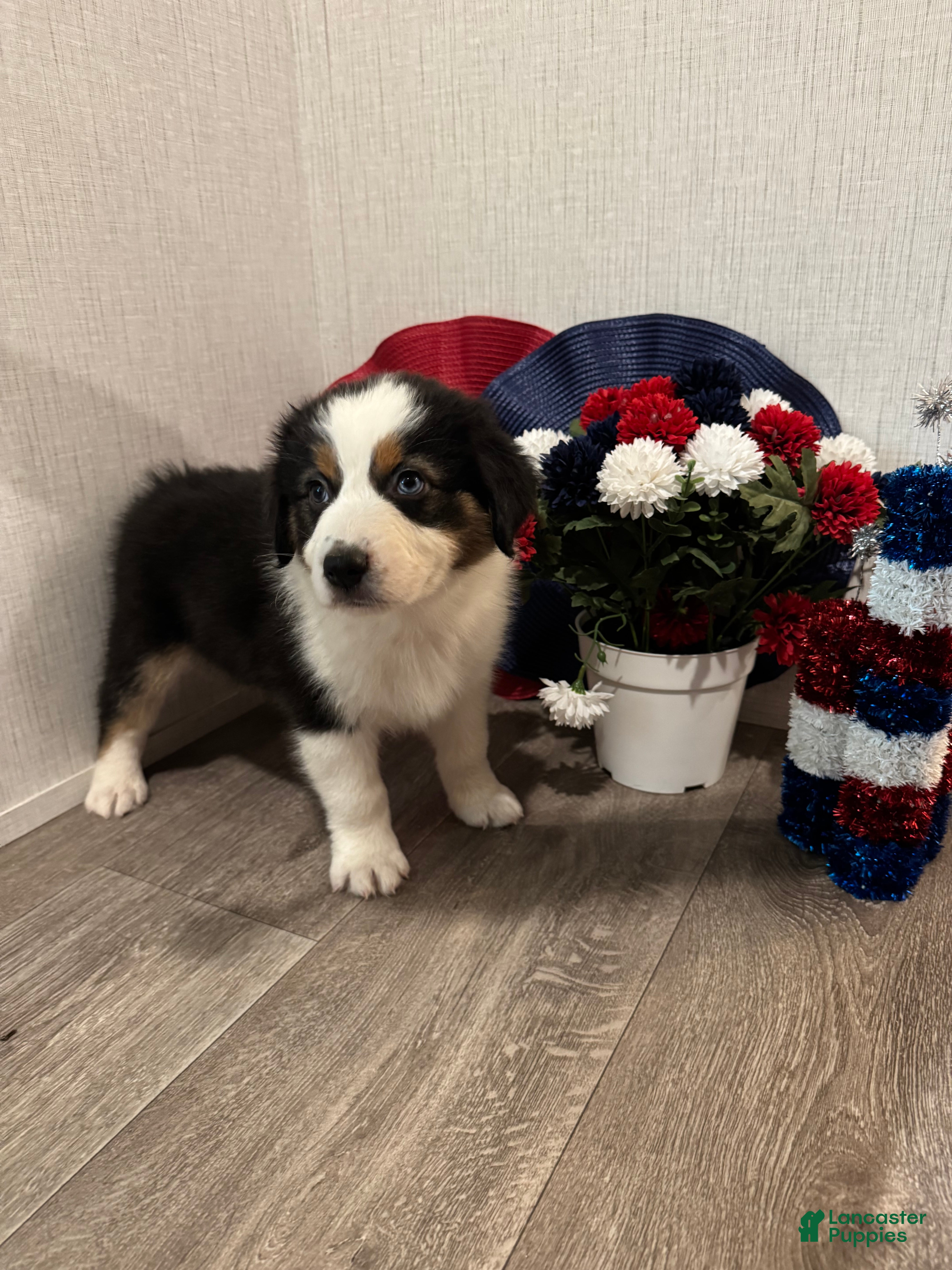 Australian Shepherd dogs Riley - Ad 2