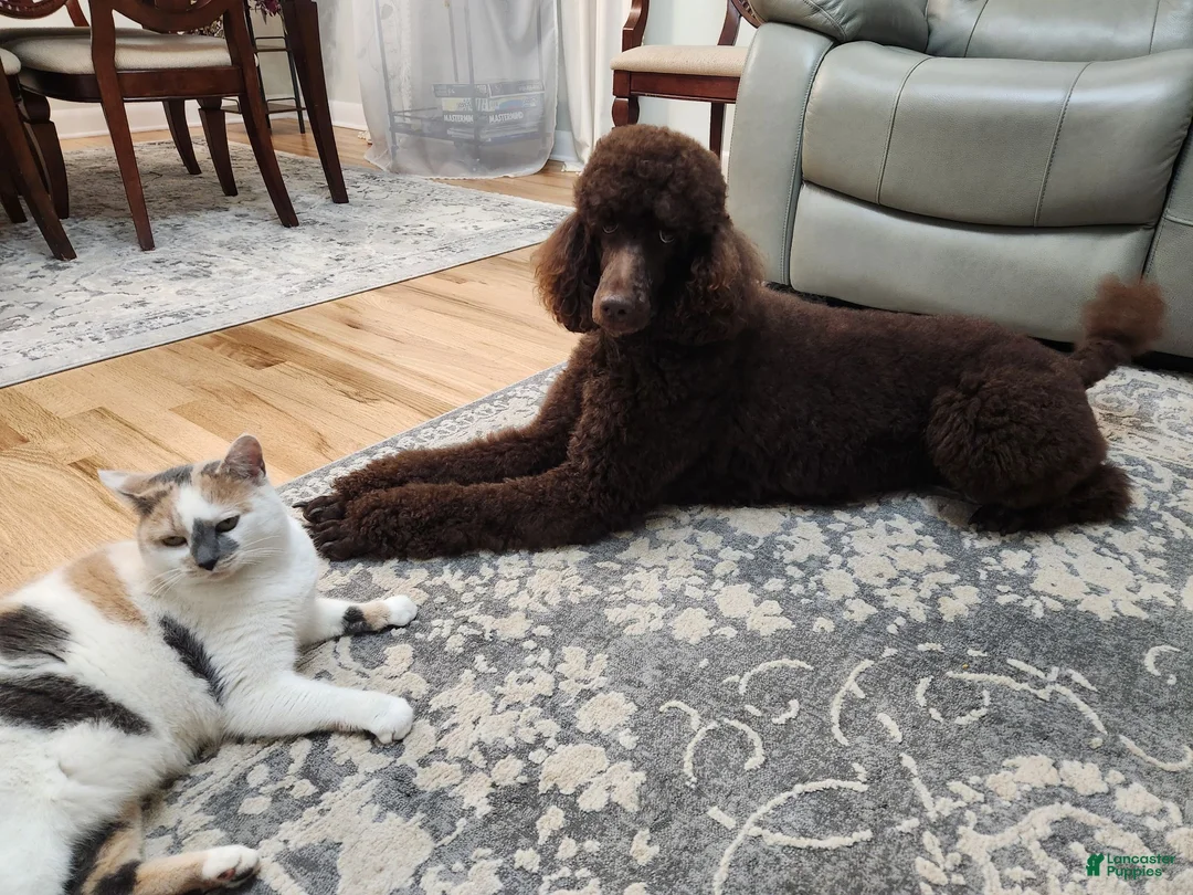 Standard Poodle dogs for sale: Fiona - Ad 7
