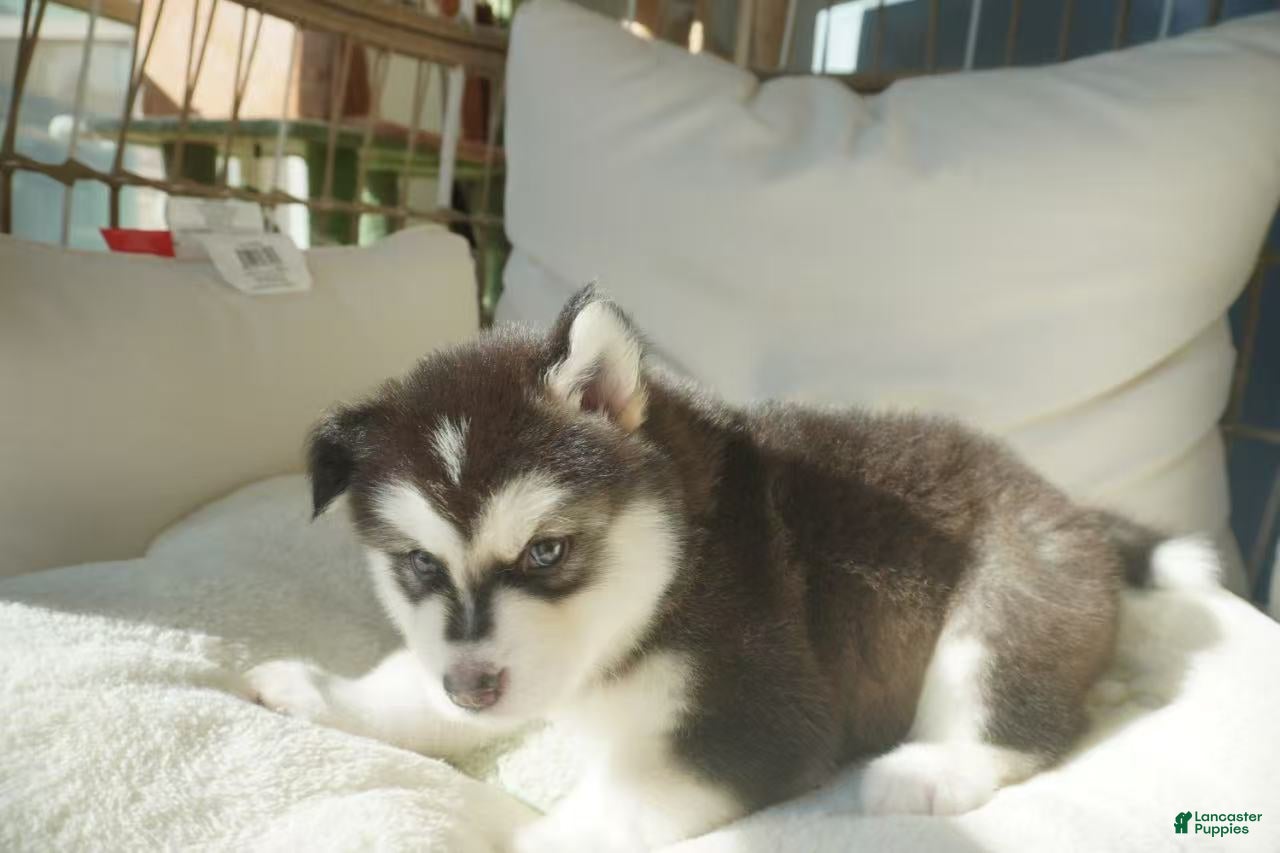 Alaskan Malamute dogs Saseme - Ad 2
