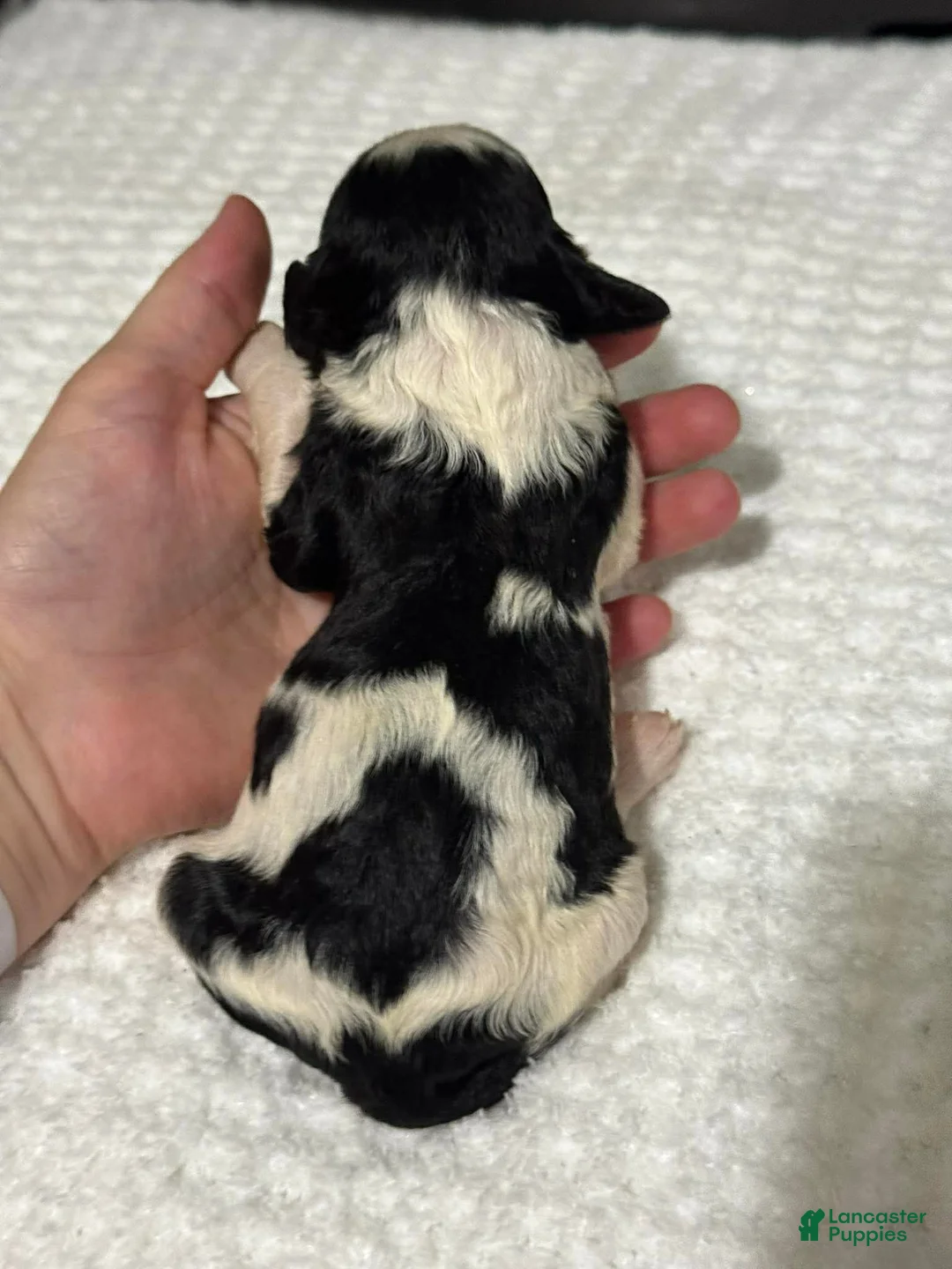 Cavapoo dogs for sale: Maisie - Ad 5