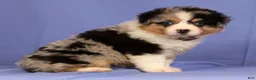 Miniature Australian Shepherd dogs for sale: Jill - Ad 3