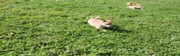 Shiba Inu dogs for sale: Scarf  - Ad 3