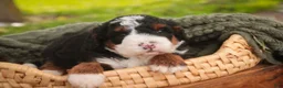 Bernedoodle dogs for sale: Ridge Miniature Bernedoodle  - Ad 4