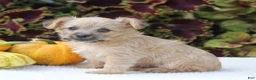 Yorkiepoo dogs for sale: Kylie - Ad 5